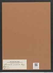 Navicula macula Greg. (de-Toni-Nr.: Genus 1, Species 115) Zeichnungen Sammlung Grunow Mappe 00096 (Herbarium_W_Grunow_drawings_Folder_00096)